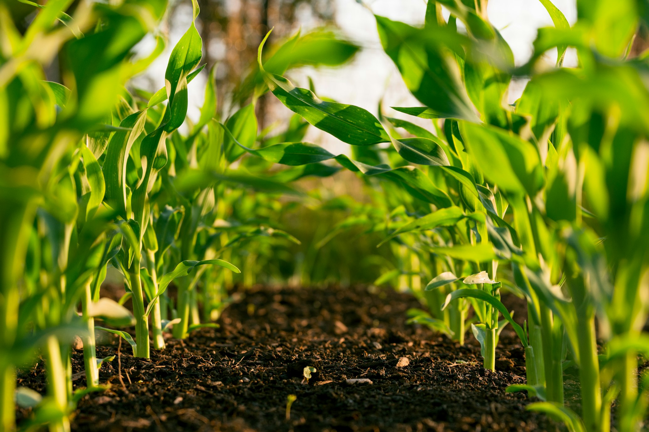 Agro Commodities