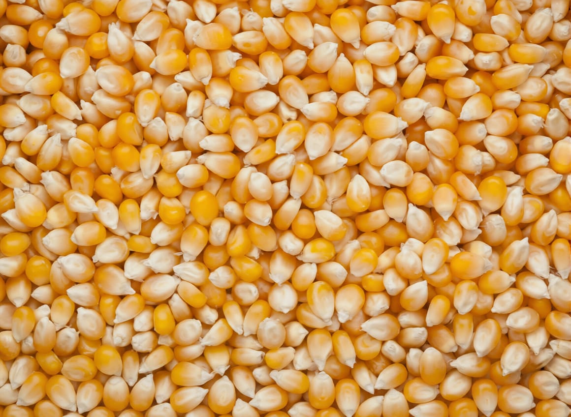 Maize